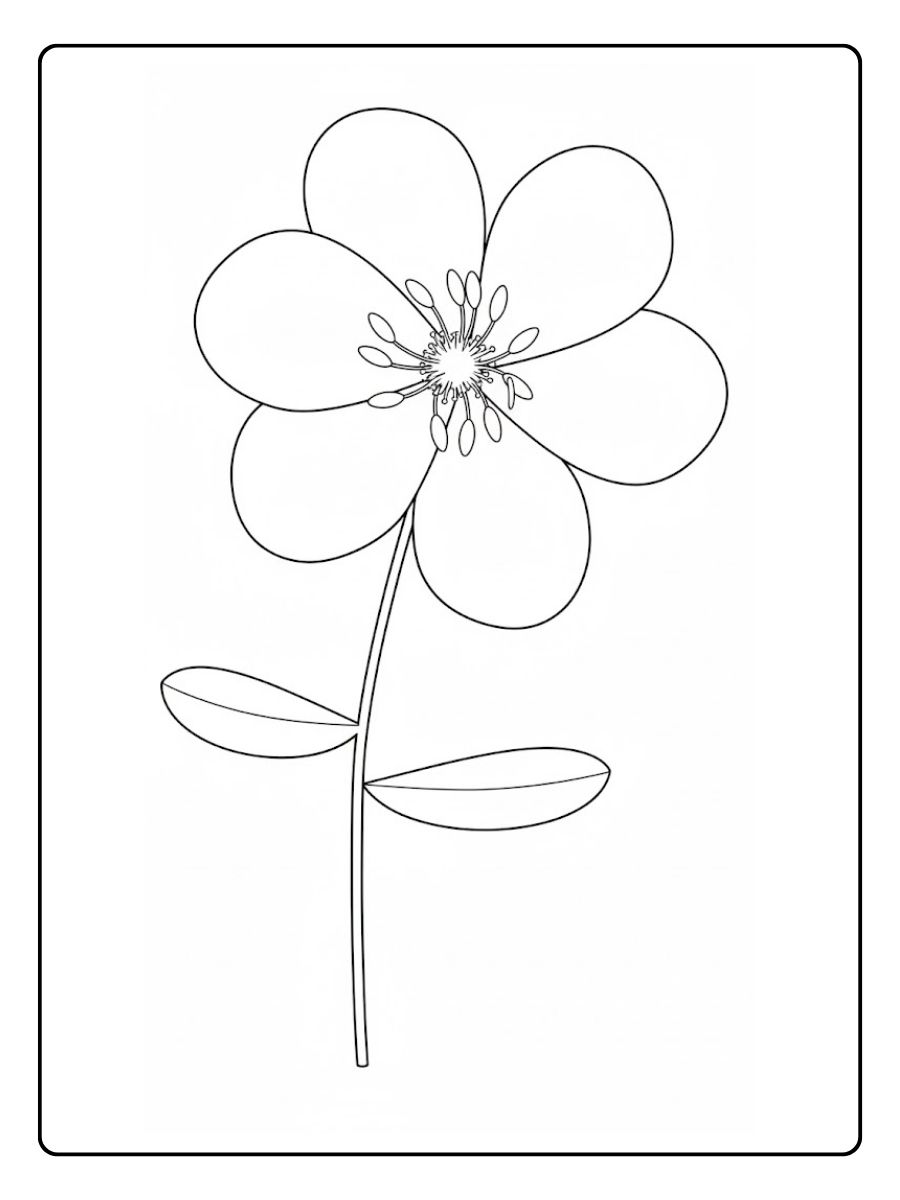 Kleurplaat bloemen simpele bloem met vijf blaadjes